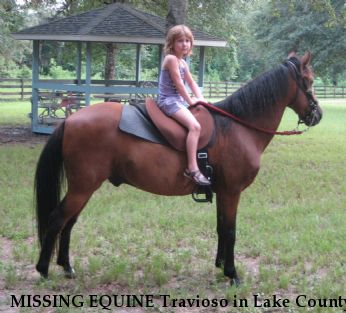 MISSING EQUINE Travioso in Lake County, Near Eustis, FL, 32736